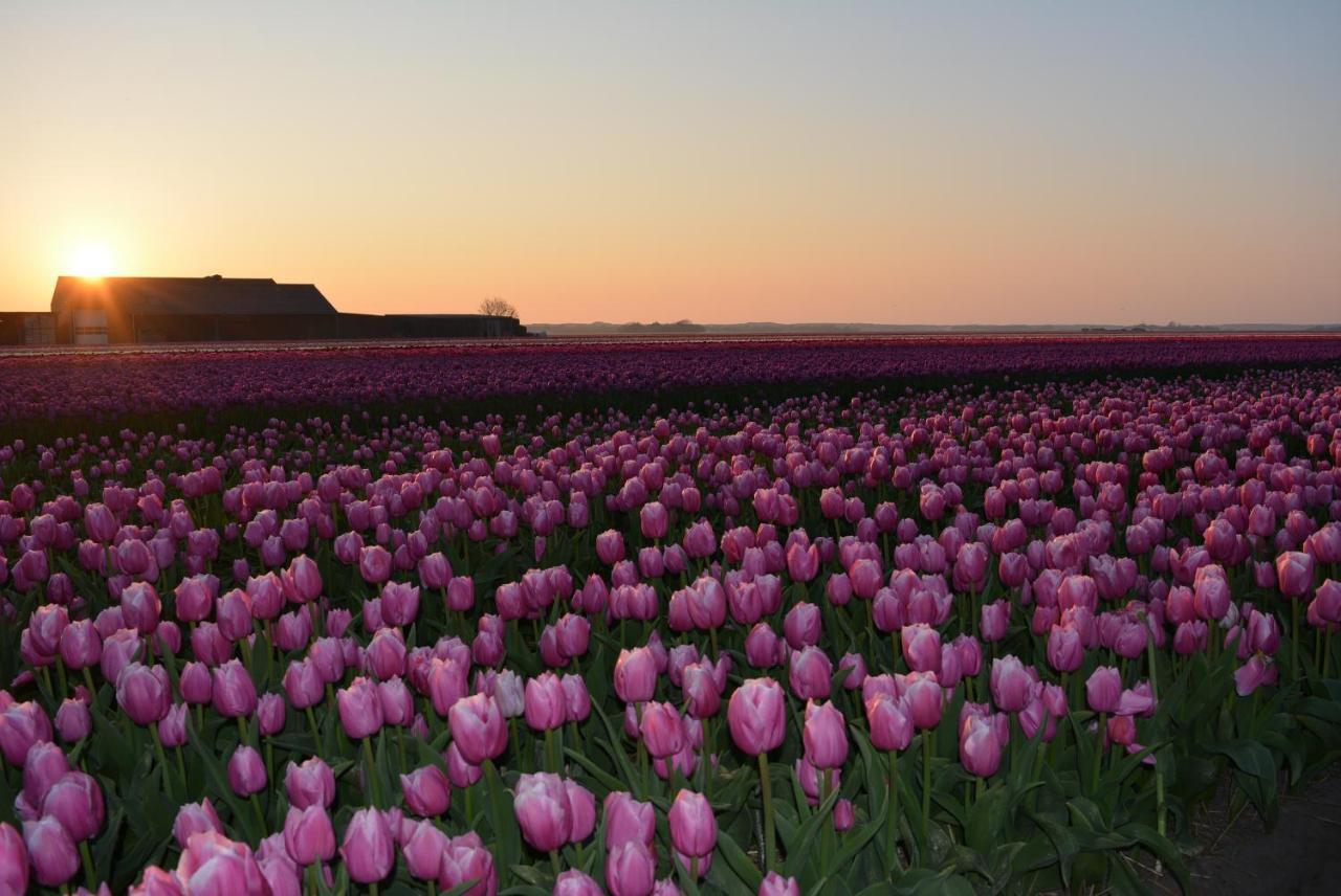 Camping De Tulpenweide Lege Kampeerplaats, Lege Plaats Op Het Gras Zonder Bed Breezand Ngoại thất bức ảnh