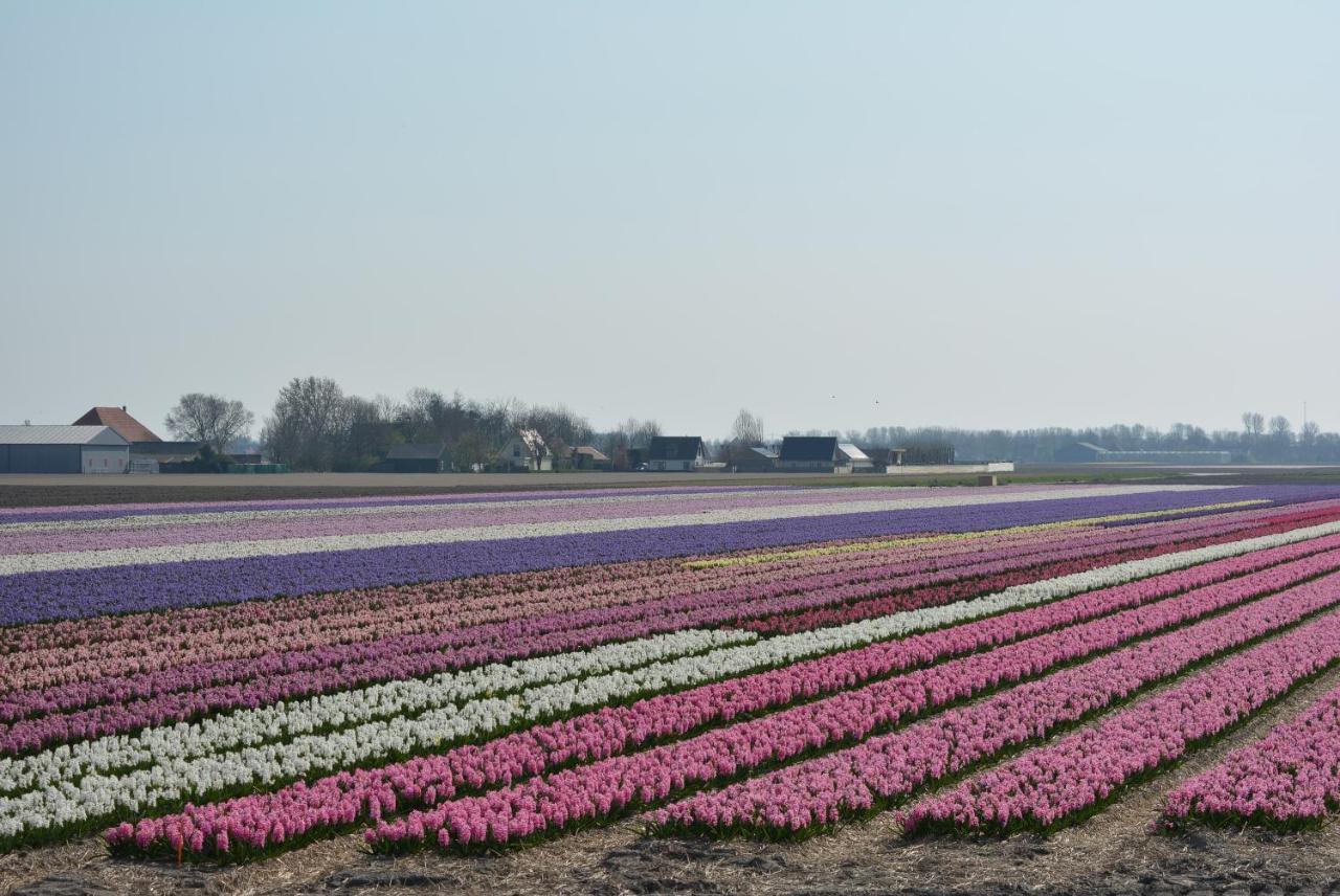 Camping De Tulpenweide Lege Kampeerplaats, Lege Plaats Op Het Gras Zonder Bed Breezand Ngoại thất bức ảnh